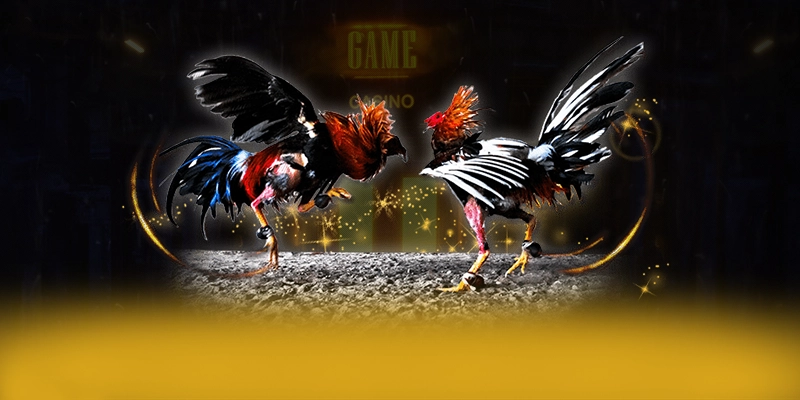 CONGA6789 - Tổng kết dưới góc nhìn chuyên môn. CONGA6789 - Tổng kết dưới góc nhìn chuyên môn.