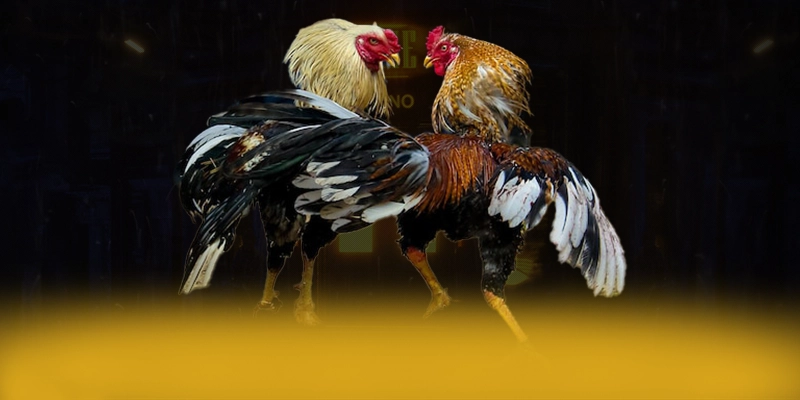 DAGA88 - Cổng trò chơi được cộng đồng săn đón được quan tâm nhất – Tìm hiểu khuyến mãi độc quyền của DAGA88