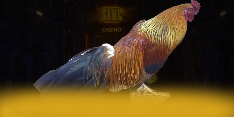 
Giới thiệu 988bet - Cổng cá cược an toàn tuyệt đối số 1 Việt Nam
