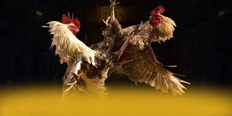 
Khám phá hành trình của DAGA88 - Cổng trò chơi hàng đầu Việt Nam tại Việt Nam
