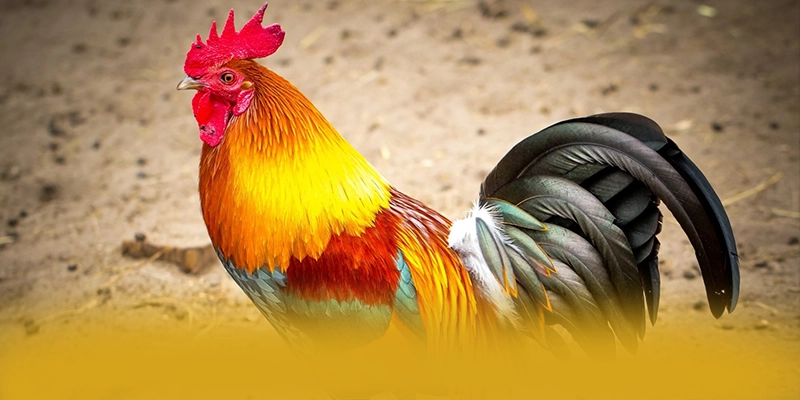 FAFA191 - Nhà cái an toàn được yêu thích hàng đầu – Khám phá sự an toàn và minh bạch tại FAFA191