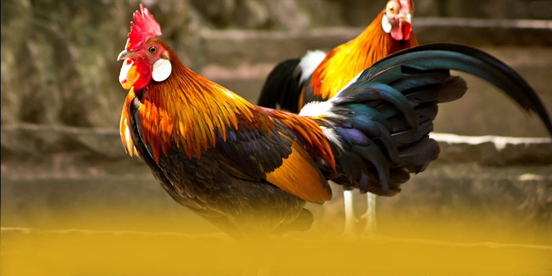 FAFA191 - Tổng quan về hệ thống từ trải nghiệm thực tế.