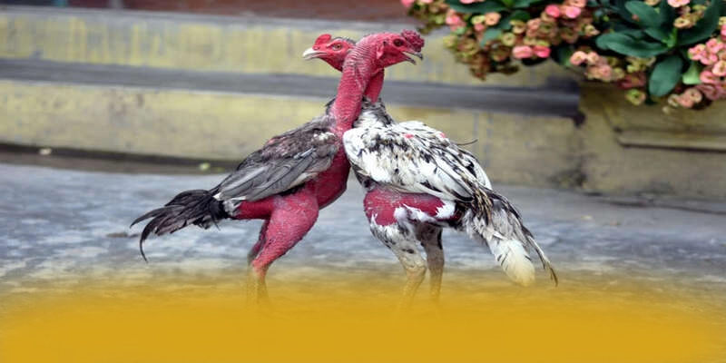 tài xỉu online - Cổng trò chơi đẳng cấp trên thị trường