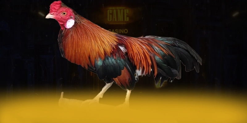 vào rồi tv - Cổng game có kho game phong phú bậc nhất hiện nay
